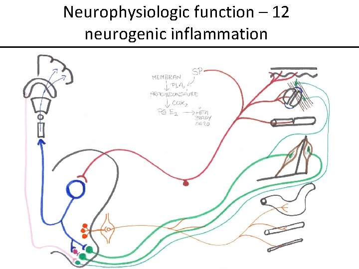 Neurophysiologic function – 12 neurogenic inflammation 