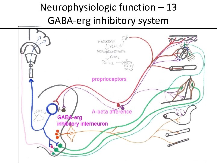 Neurophysiologic function – 13 GABA-erg inhibitory system proprioceptors A-beta afference GABA-erg inhibitory interneuron 