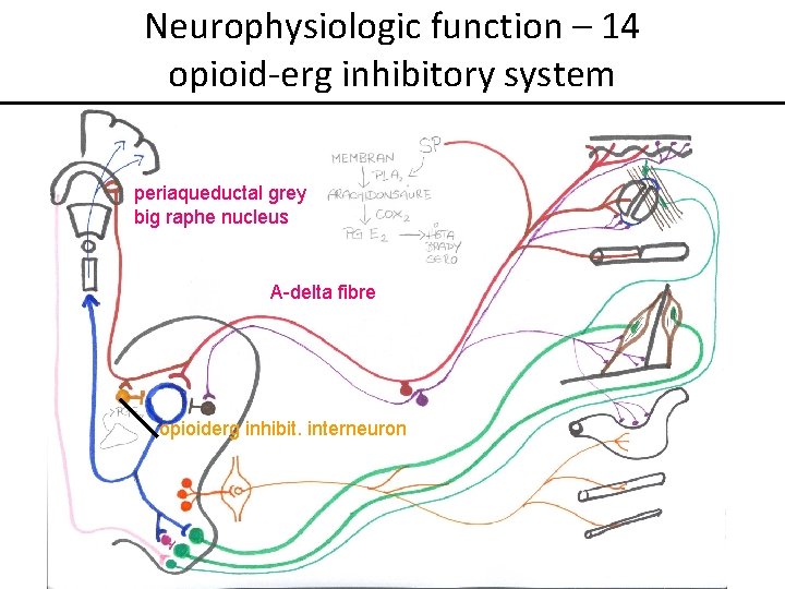 Neurophysiologic function – 14 opioid-erg inhibitory system periaqueductal grey big raphe nucleus A-delta fibre