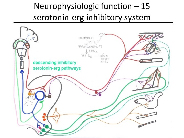 Neurophysiologic function – 15 serotonin-erg inhibitory system descending inhibitory serotonin-erg pathways 