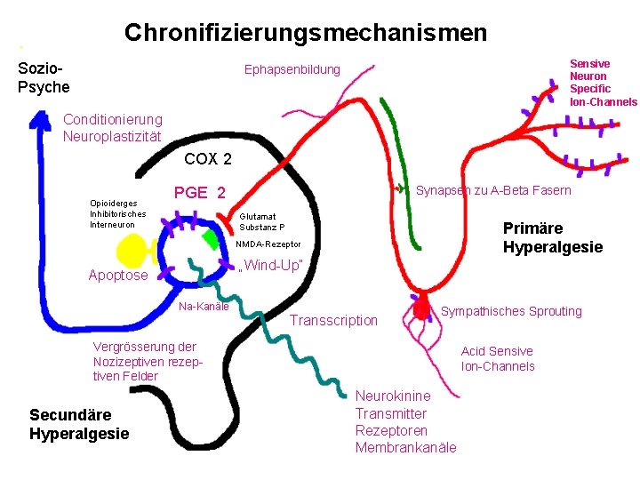 Chronifizierungsmechanismen Sozio. Psyche Sensive Neuron Specific Ion-Channels Ephapsenbildung Conditionierung Neuroplastizität COX 2 P Opioiderges