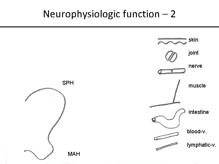 Neurophysiologic function – 2 skin joint nerve SPH muscle intestine blood-v. lymphatic-v. MAH 