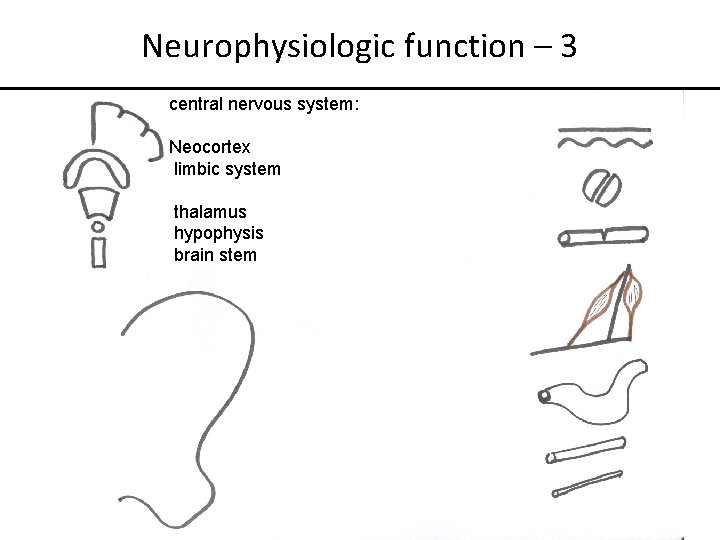 Neurophysiologic function – 3 central nervous system: Neocortex limbic system thalamus hypophysis brain stem