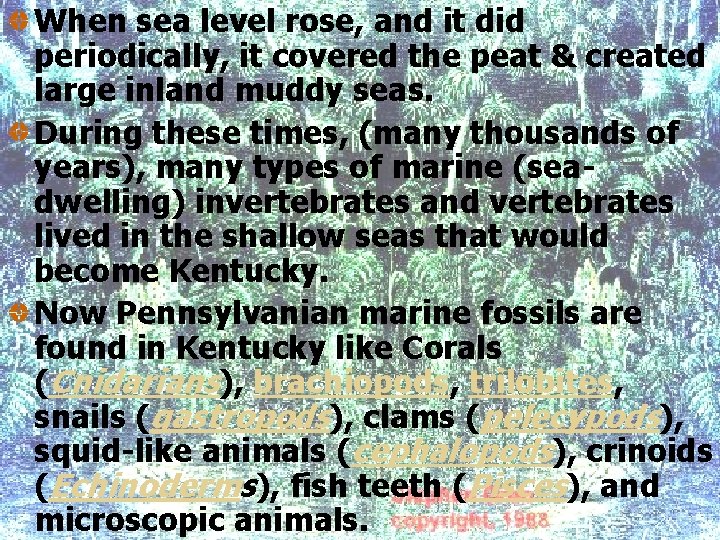 When sea level rose, and it did periodically, it covered the peat & created
