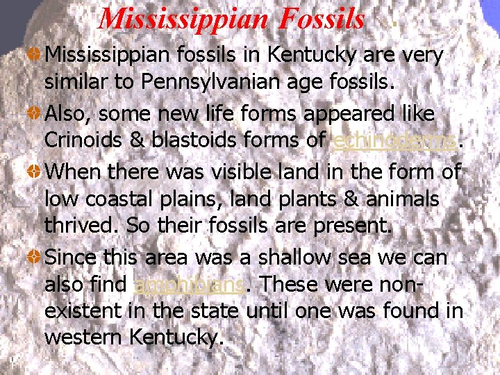 Mississippian Fossils Mississippian fossils in Kentucky are very similar to Pennsylvanian age fossils. Also,