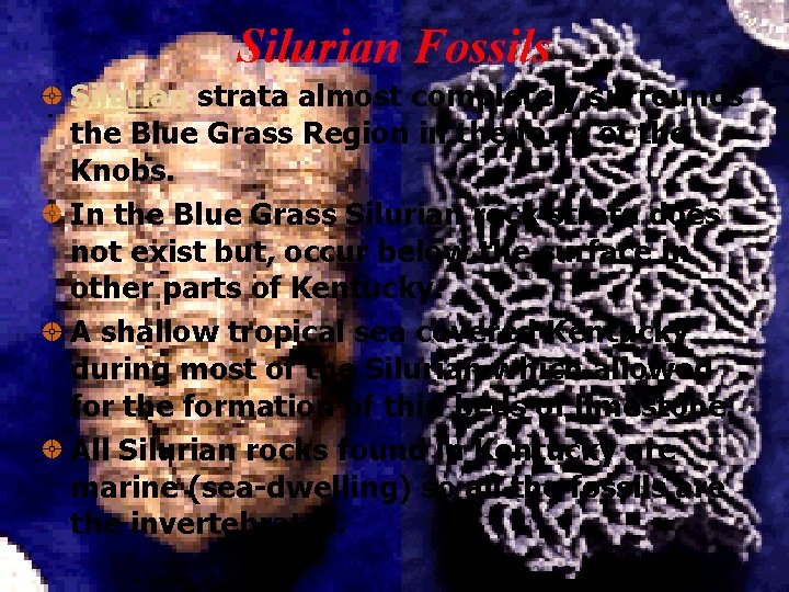 Silurian Fossils Silurian strata almost completely surrounds the Blue Grass Region in the form