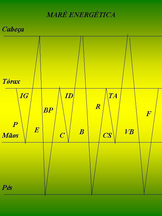MARÉ ENERGÉTICA Cabeça Tórax IG ID TA R BP P Mãos Pés E C