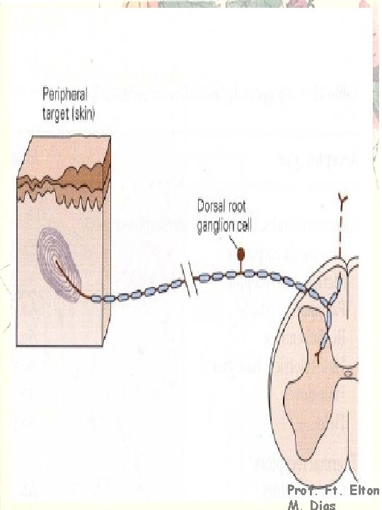 Neurofisiologia Prof. Ft. Elton M. Dias 