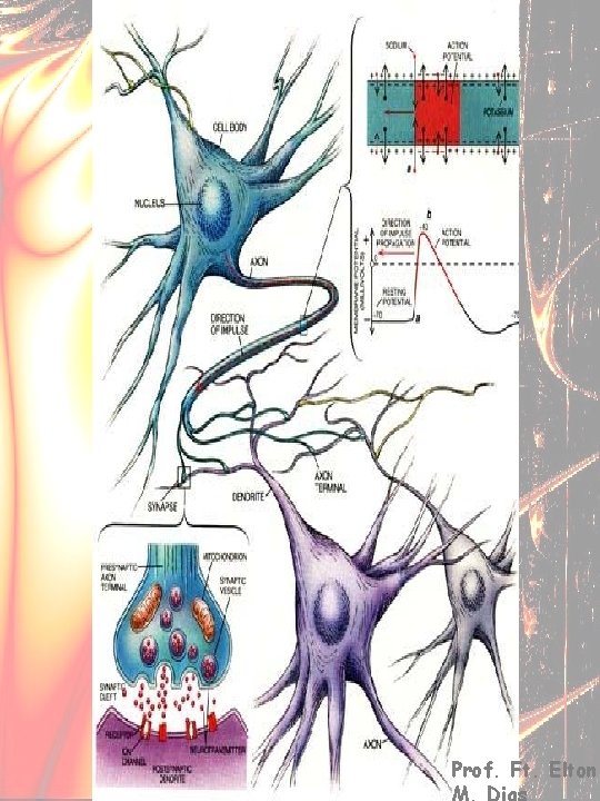 Neurofisiologia Prof. Ft. Elton M. Dias 