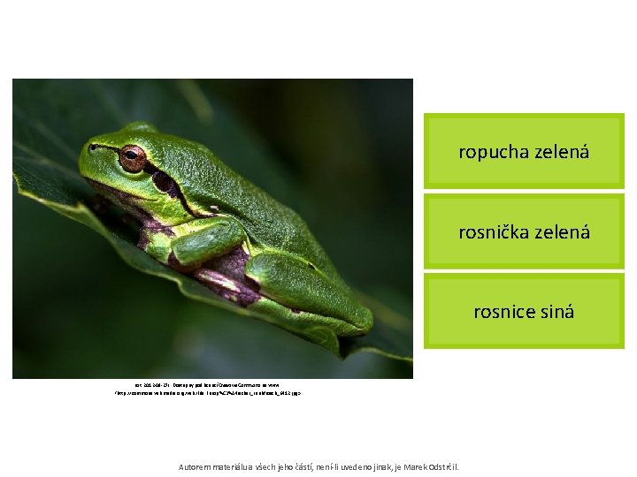 ropucha zelená rosnička zelená rosnice siná [cit. 2012 -09 -27]. Dostupný pod licencí Creative