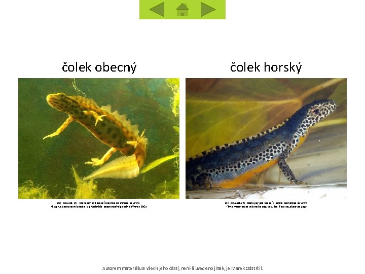 čolek obecný čolek horský [cit. 2012 -09 -27]. Dostupný pod licencí Creative Commons na