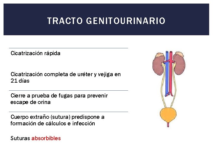 TRACTO GENITOURINARIO Cicatrización rápida Cicatrización completa de uréter y vejiga en 21 días Cierre