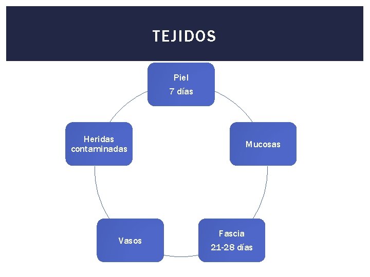 TEJIDOS Piel 7 días Heridas contaminadas Vasos Mucosas Fascia 21 -28 días 