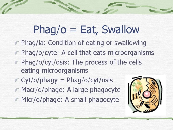 Phag/o = Eat, Swallow Phag/ia: Condition of eating or swallowing Phag/o/cyte: A cell that