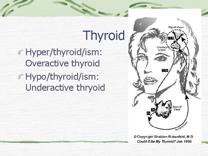Thyroid Hyper/thyroid/ism: Overactive thyroid Hypo/thyroid/ism: Underactive thryoid 