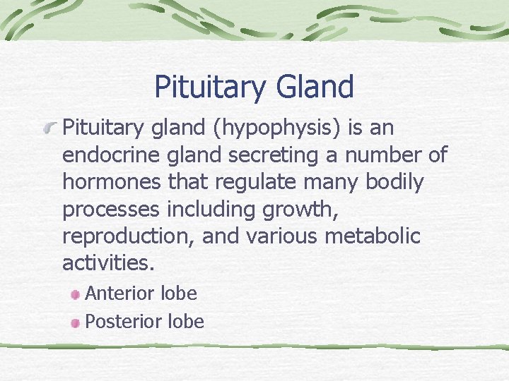 Pituitary Gland Pituitary gland (hypophysis) is an endocrine gland secreting a number of hormones