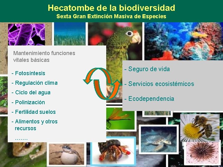 Hecatombe de la biodiversidad Sexta Gran Extinción Masiva de Especies Mantenimiento funciones vitales básicas