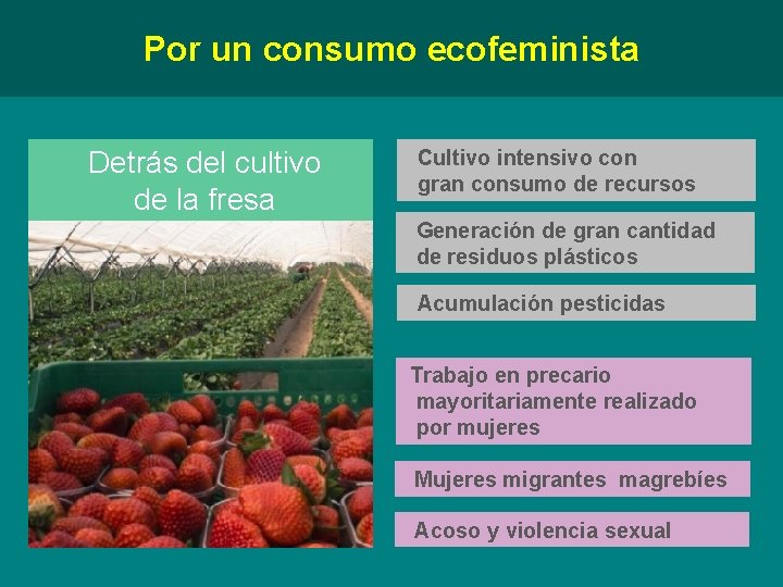 Por un consumo ecofeminista Detrás del cultivo de la fresa Cultivo intensivo con gran
