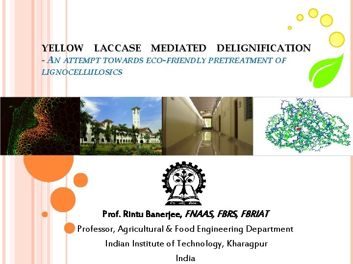 YELLOW LACCASE MEDIATED DELIGNIFICATION - AN ATTEMPT TOWARDS ECO-FRIENDLY PRETREATMENT OF LIGNOCELLULOSICS Prof. Rintu