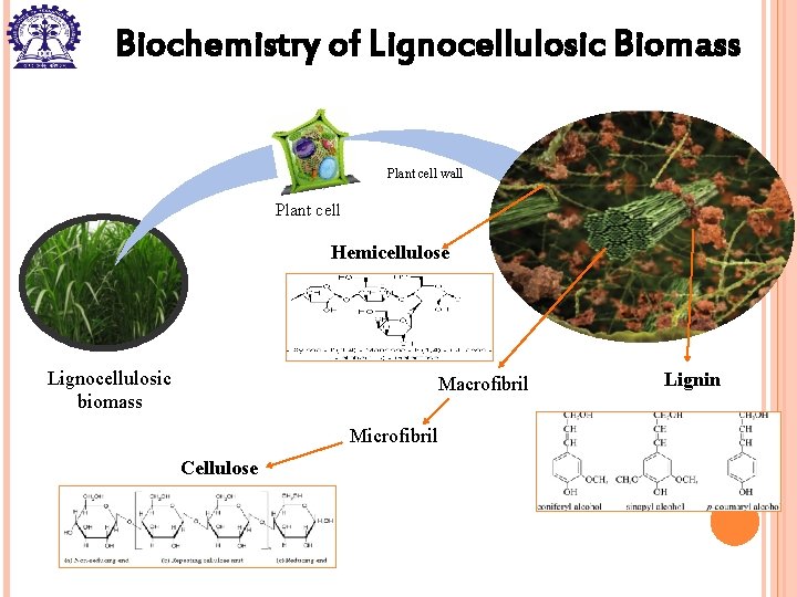 Biochemistry of Lignocellulosic Biomass Plant cell wall Plant cell Hemicellulose Lignocellulosic biomass Macrofibril Microfibril