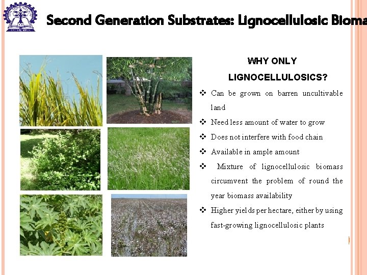 Second Generation Substrates: Lignocellulosic Bioma WHY ONLY LIGNOCELLULOSICS? v Can be grown on barren