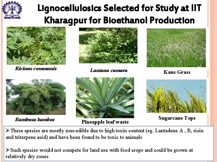 Lignocellulosics Selected for Study at IIT Kharagpur for Bioethanol Production Ricinus communis Bambusa bambos