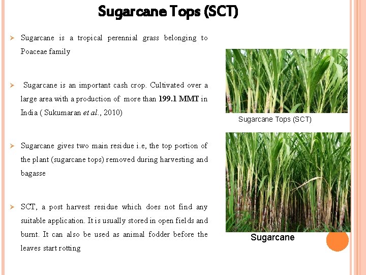 Sugarcane Tops (SCT) Ø Sugarcane is a tropical perennial grass belonging to Poaceae family