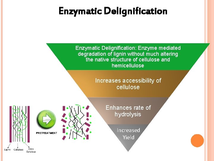 Enzymatic Delignification: Enzyme mediated degradation of lignin without much altering the native structure of
