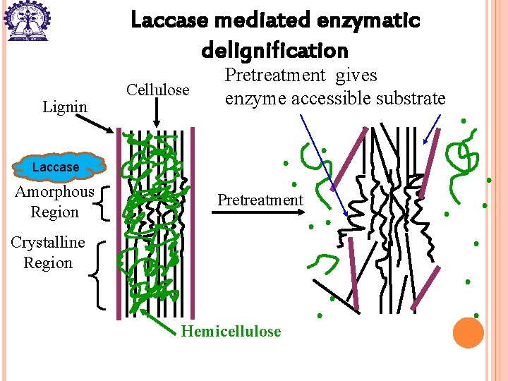 Laccase mediated enzymatic delignification Lignin Cellulose Pretreatment gives enzyme accessible substrate Laccase Amorphous Region