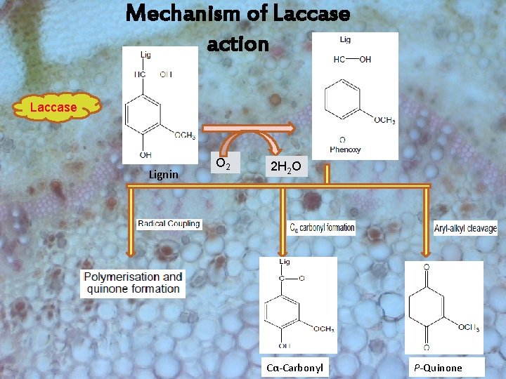 Mechanism of Laccase action Laccase Lignin O 2 2 H 2 O Cα-Carbonyl P-Quinone