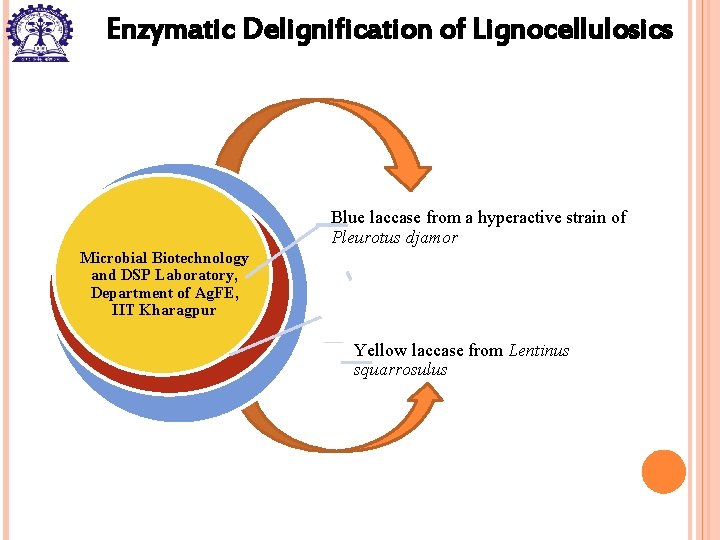 Enzymatic Delignification of Lignocellulosics Blue laccase from a hyperactive strain of Pleurotus djamor Microbial