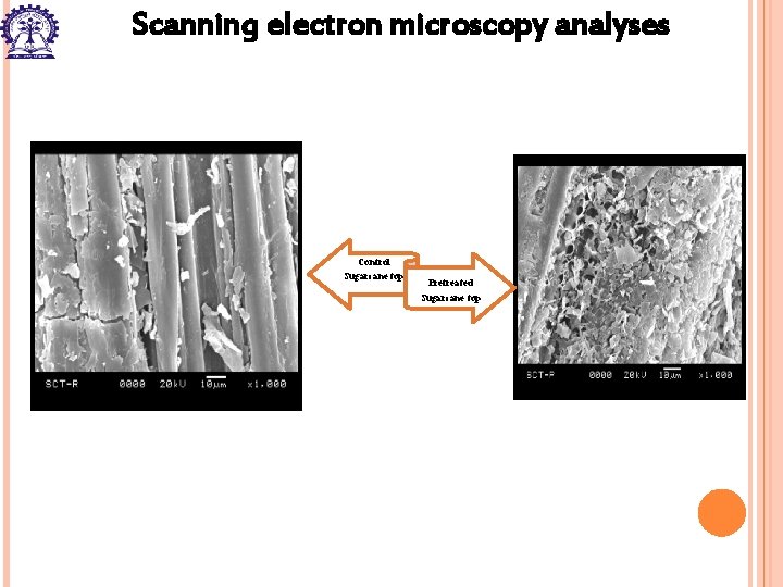 Scanning electron microscopy analyses Control Sugarcane top Pretreated Sugarcane top 