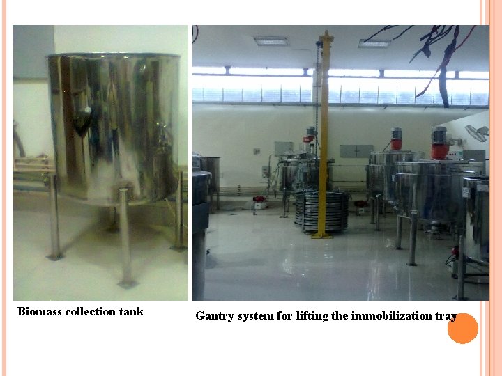 Biomass collection tank Gantry system for lifting the immobilization tray 