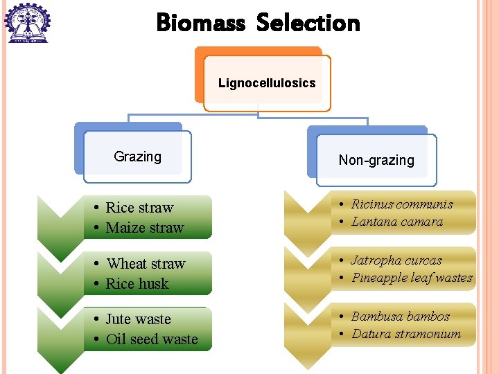 Biomass Selection Lignocellulosics Grazing Non-grazing • Rice straw • Maize straw • Ricinus communis