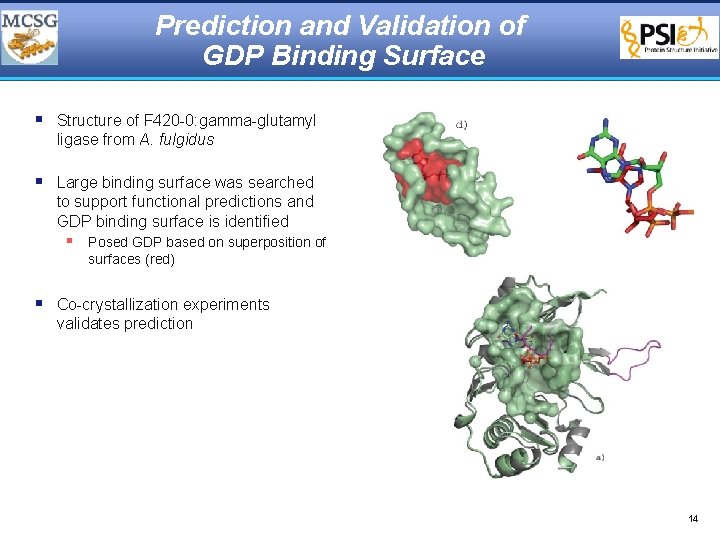 Prediction and Validation of GDP Binding Surface § Structure of F 420 -0: gamma-glutamyl