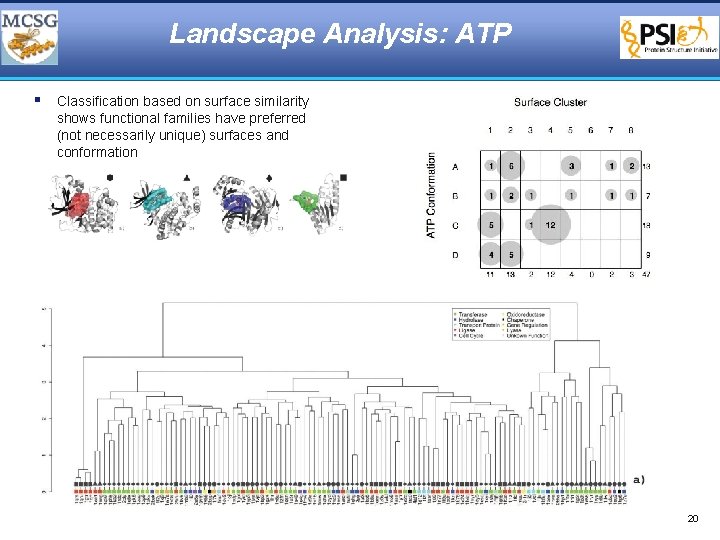 Landscape Analysis: ATP § Classification based on surface similarity shows functional families have preferred