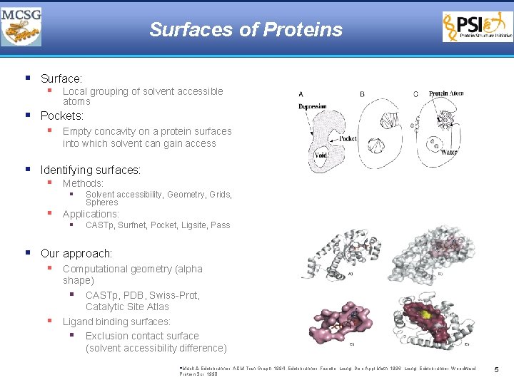 Surfaces of Proteins § Surface: § Local grouping of solvent accessible atoms § Pockets: