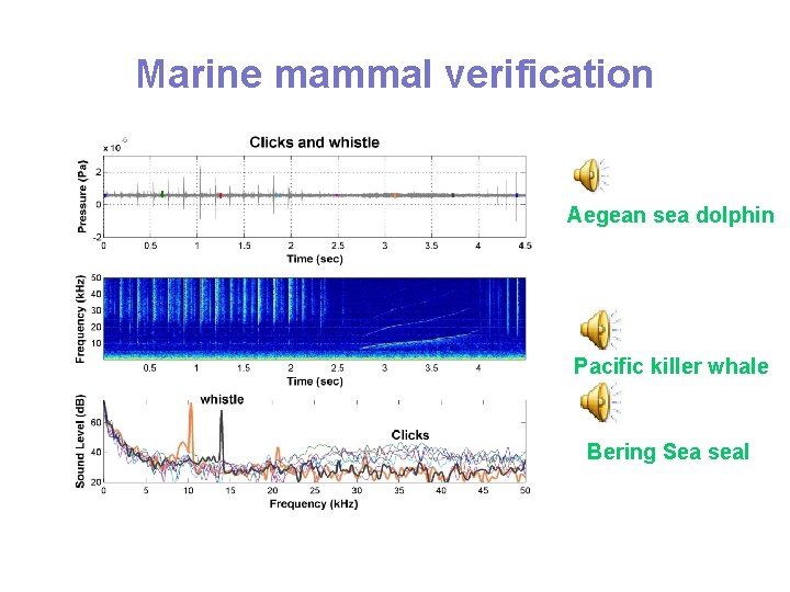 Marine mammal verification Aegean sea dolphin Pacific killer whale Bering Sea seal Marine mammal verification Aegean sea dolphin Pacific killer whale Bering Sea seal