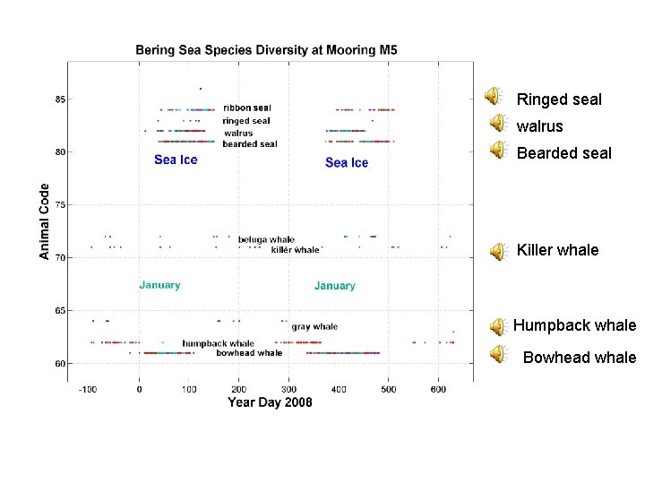 Ringed seal walrus Bearded seal Killer whale Humpback whale Bowhead whale Ringed seal walrus Bearded seal Killer whale Humpback whale Bowhead whale
