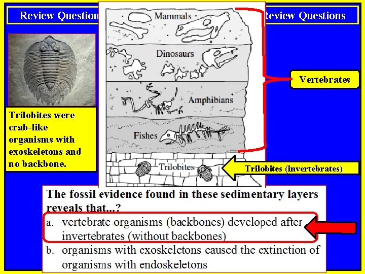Review Questions Notes: Standard 09 Review Questions Vertebrates Trilobites were crab-like organisms with exoskeletons