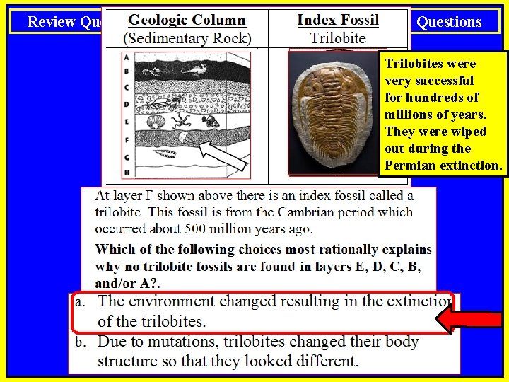 Review Questions Notes: Standard 09 Review Questions Trilobites were very successful for hundreds of