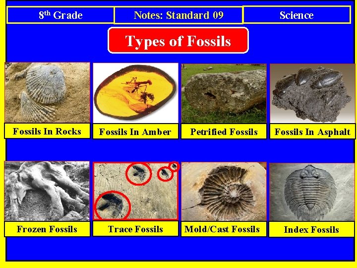 8 th Grade Notes: Standard 09 Science Types of Fossils In Rocks Fossils In