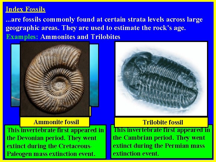 Index Fossils. . . are fossils commonly found at certain strata levels across large