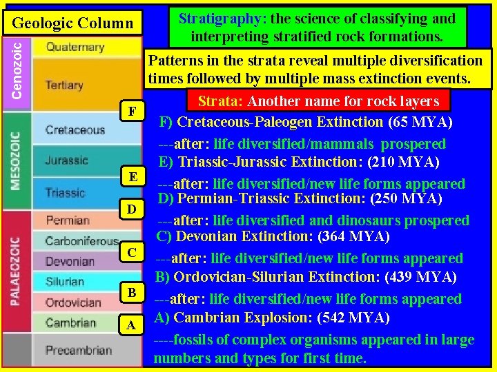 Cenozoic Geologic Column F E D C B A Stratigraphy: the science of classifying