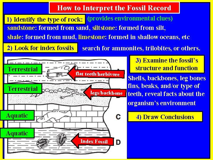 How to Interpret the Fossil Record 1) Identify the type of rock: (provides environmental