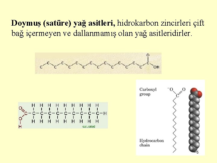 Doymuş (satüre) yağ asitleri, hidrokarbon zincirleri çift bağ içermeyen ve dallanmamış olan yağ asitleridirler.