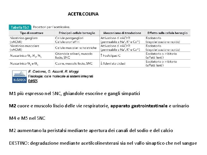 ACETILCOLINA M 1 più espresso nel SNC, ghiandole esocrine e gangli simpatici M 2