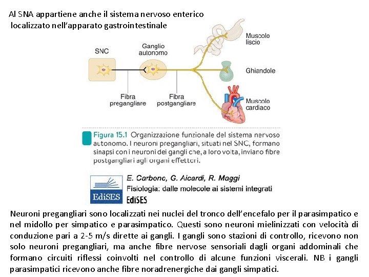 Al SNA appartiene anche il sistema nervoso enterico localizzato nell’apparato gastrointestinale Neuroni pregangliari sono