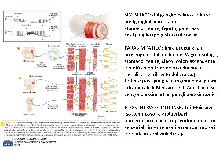 SIMPATICO: dal ganglio celiaco le fibre postgangliali innervano: stomaco, tenue, fegato, pancreas : dal