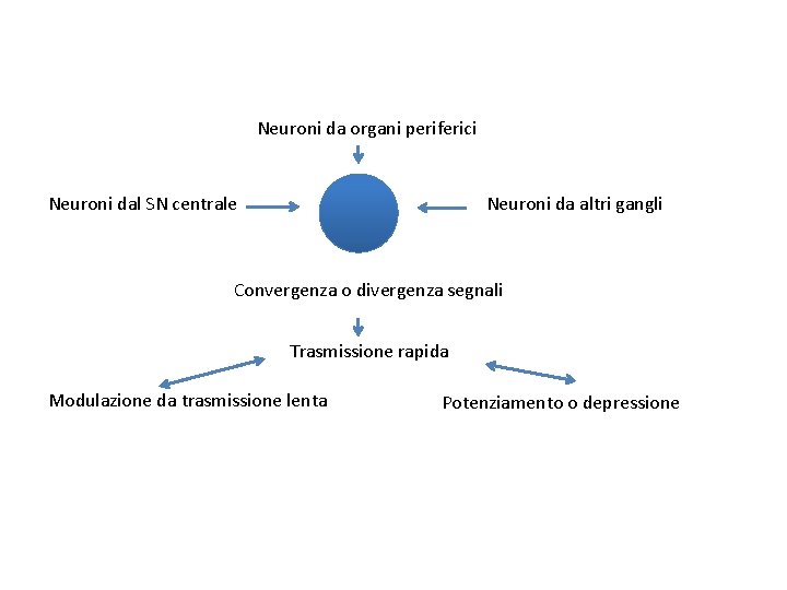 Neuroni da organi periferici Neuroni dal SN centrale Neuroni da altri gangli Convergenza o
